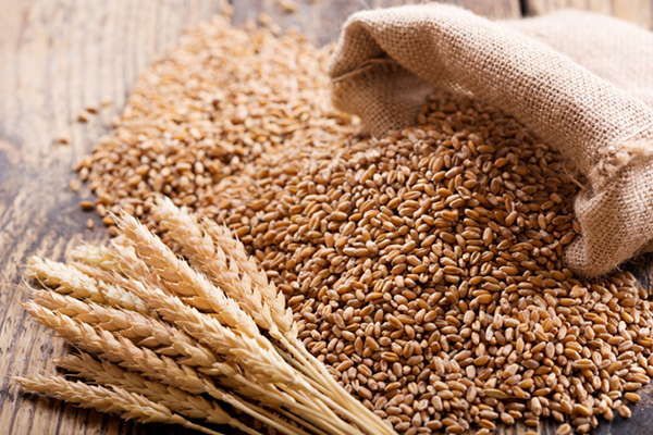 Wheat From Europe (Russia & Ukrain)