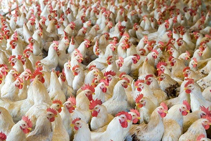 Poultry